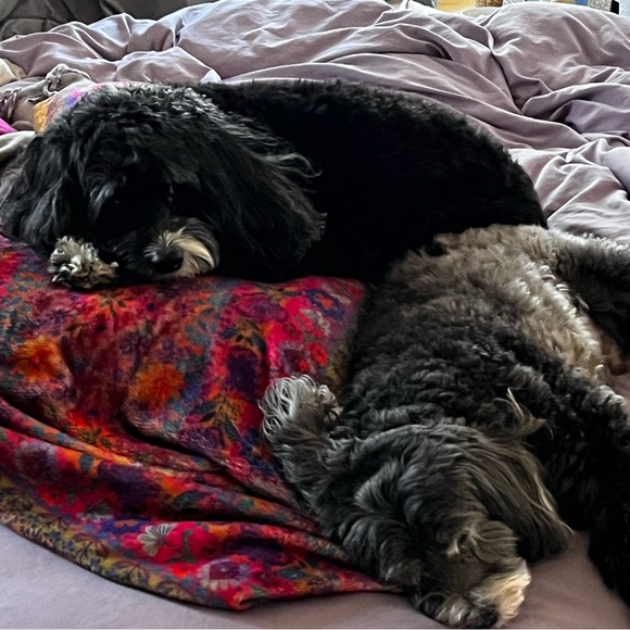 Meet your Posher, Melissa 💜 - Picture 6 of 15